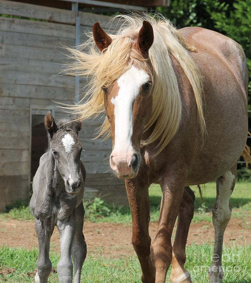 Horse Photograph - Mother and Son by Carol Galloway