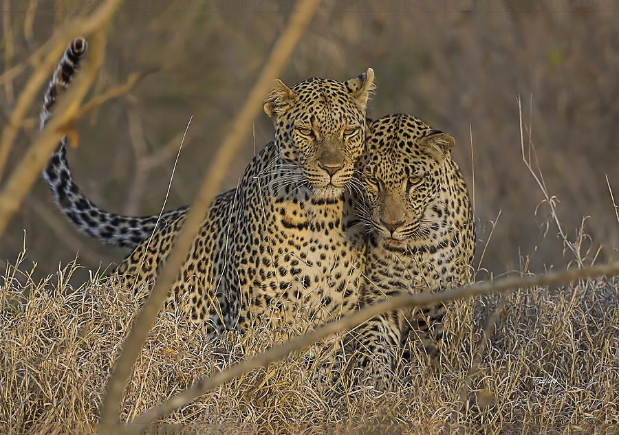 Leopard Photograph - Sibling Male Leopard Cubs by Fred J Lord