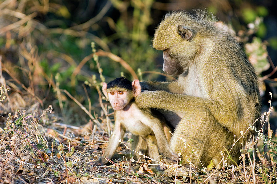 Mother Baboon Grooming Its Young Photograph by Dr P. Marazzi/science ...