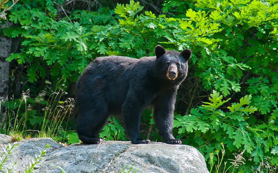 Bear Photograph - Mother Bear by Brenda Jacobs