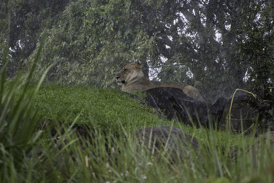 Lioness In The Rain Photograph