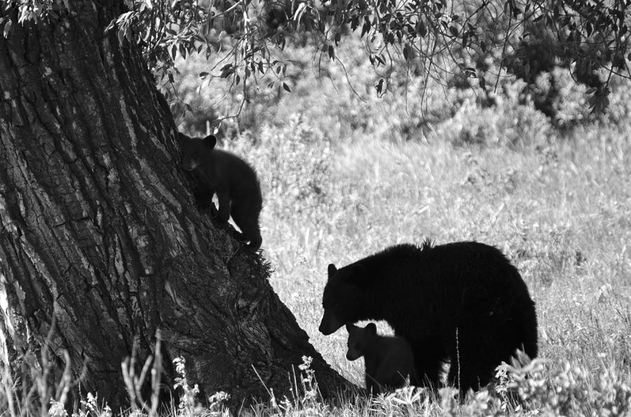 Mother Black Bear with Two Cubs Photograph by Crystal Wightman