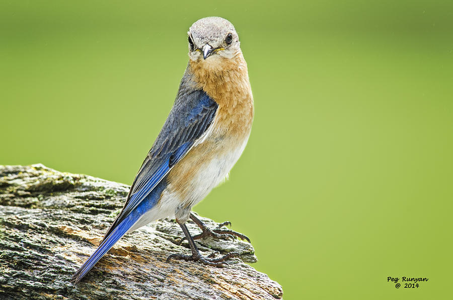 Mother Bluebird Photograph by Peg Runyan