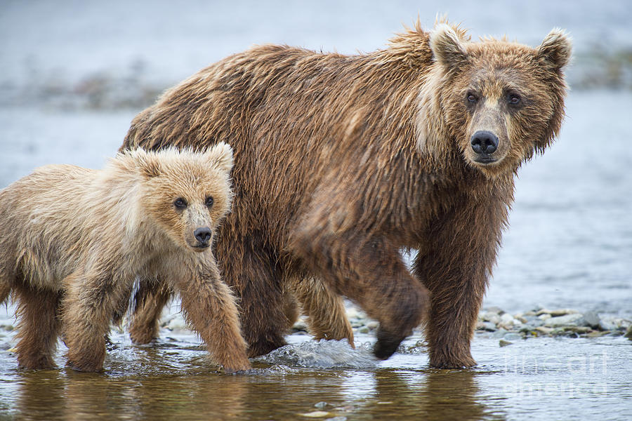 Mother brown bear and cub walking up stream Photograph by Dan Friend ...