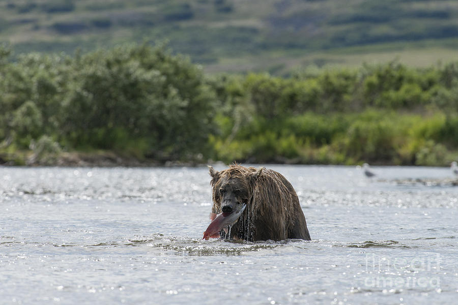 Mother brown bear catching salmon Photograph by Dan Friend