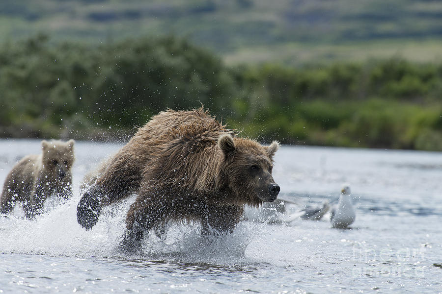 Mother brown bear chasing salmon fast  Photograph by Dan Friend