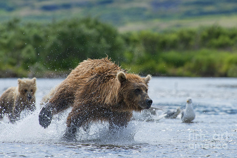 Mother brown bear chasing salmon for food for her cubs Photograph by Dan Friend
