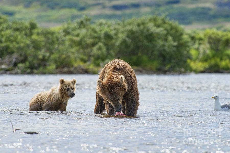 Mother brown bear eating salmon before giving to bear cubs Photograph by Dan Friend