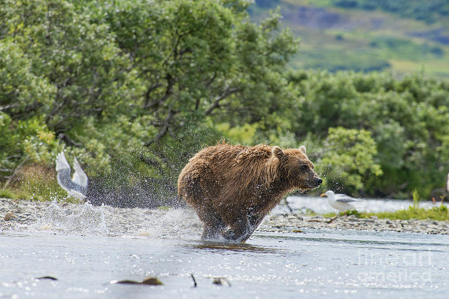 Mother brown bear going full out after salmon Photograph by Dan Friend