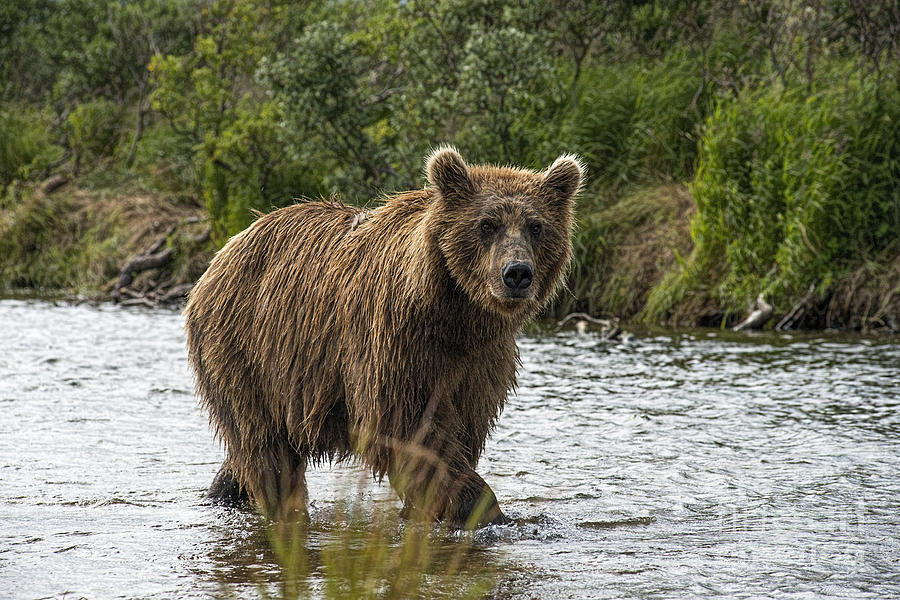 Mother brown bear walking past bank Photograph by Dan Friend