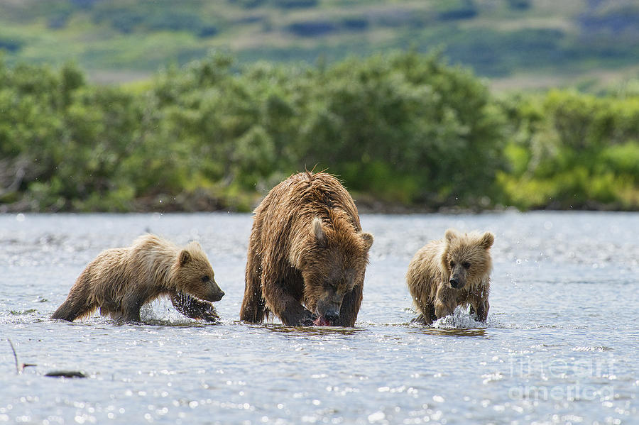 Mother brown bear with caught salmon Photograph by Dan Friend