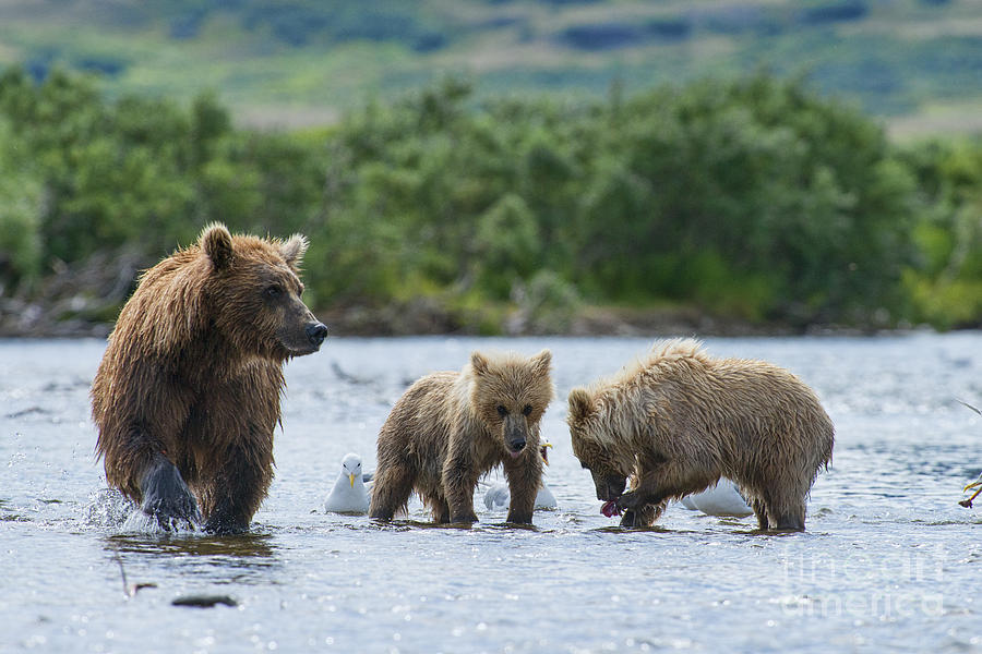 Mother Brown Bear With Cubs Looking For Salmon Photograph by Dan Friend