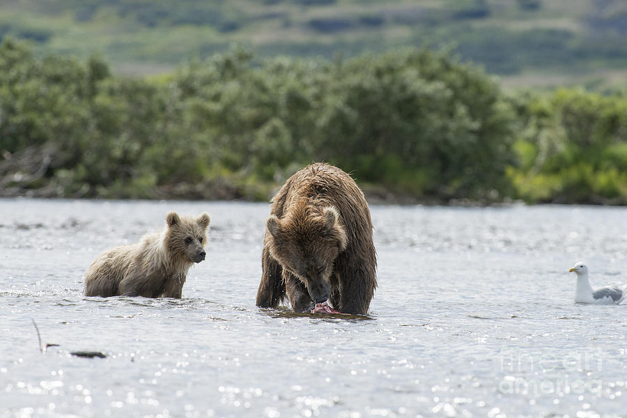 Mother brown bear with salmon bear cub looking Photograph by Dan Friend
