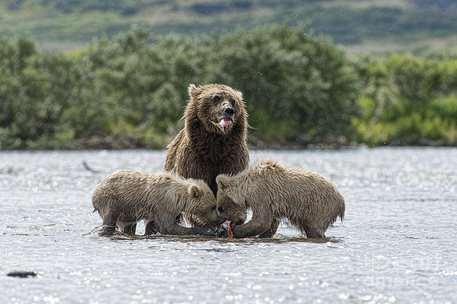 Mother brown bear with two cubs eating salmon Photograph by Dan Friend