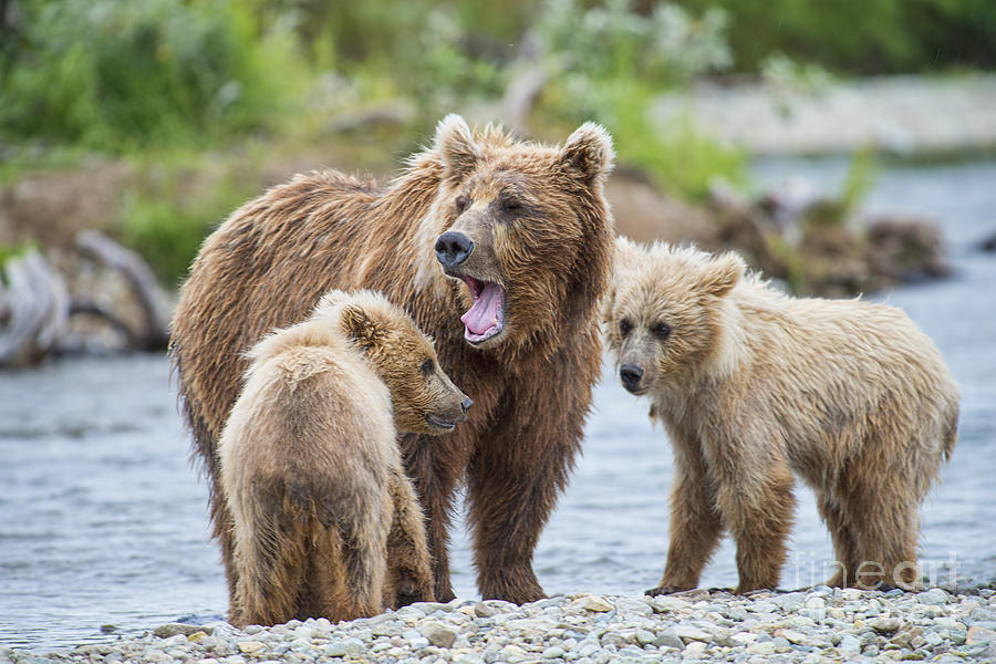 Mother Brown Bear Yawning With Two Cubs Photograph by Dan Friend