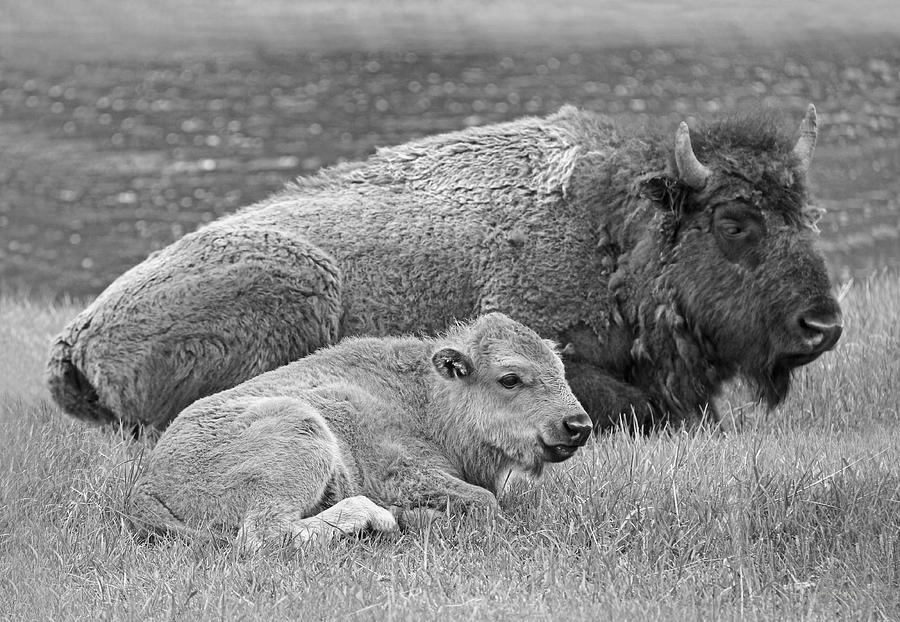 Yellowstone National Park Photograph - Mother Buffalo and Calf Black and White by Jennie Marie Schell