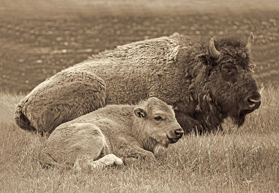 Mother Buffalo and Calf Sepia Photograph by Jennie Marie Schell