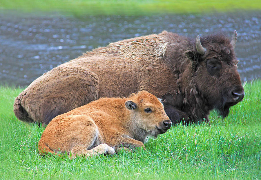 Yellowstone National Park Photograph - Mother Buffalo and Calf Yellowstone by Jennie Marie Schell