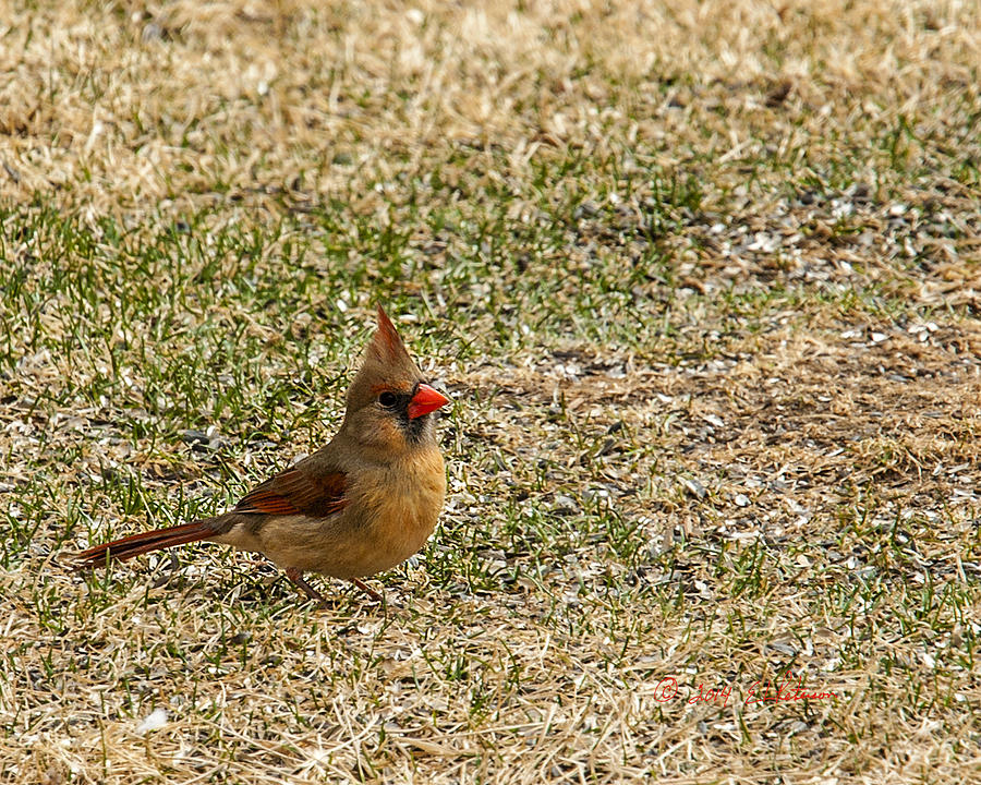 Mother Cardinal Photograph by Ed Peterson - Fine Art America