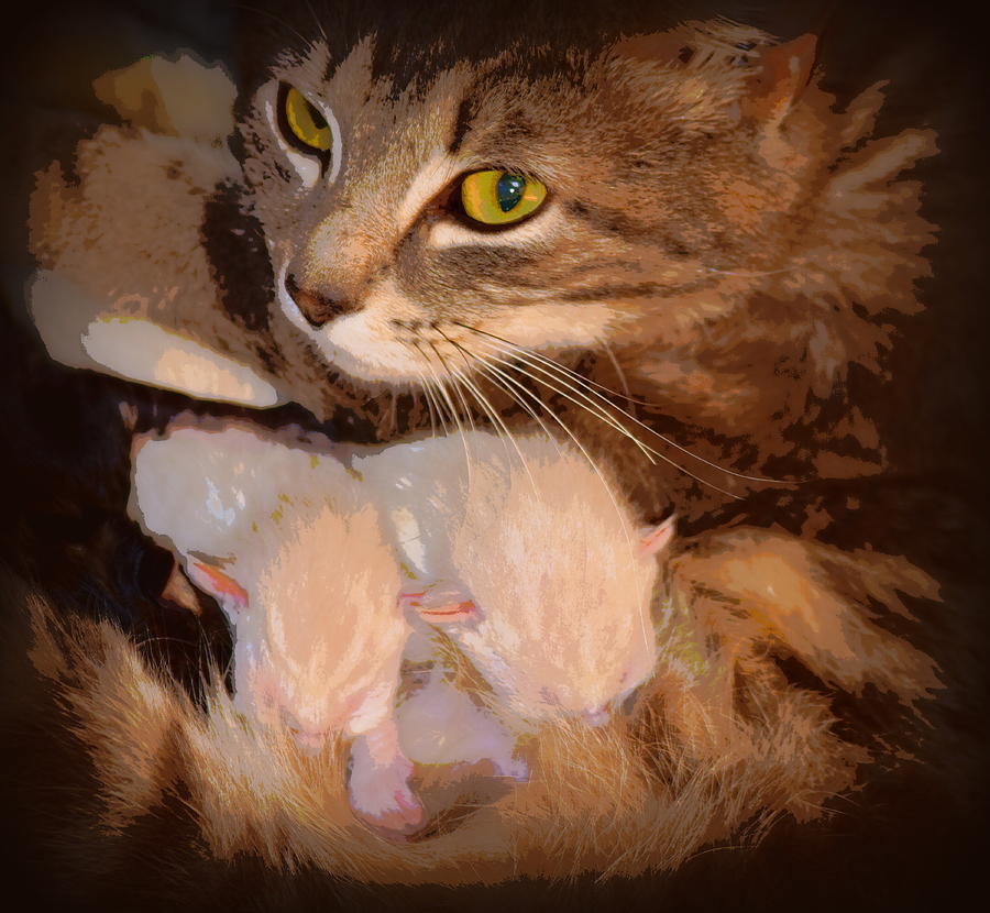 Mother Cat and Newborn Kittens 1 Photograph by Sheri McLeroy