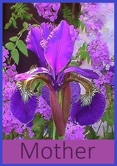 Iris Photograph - Mother by Cathy Long