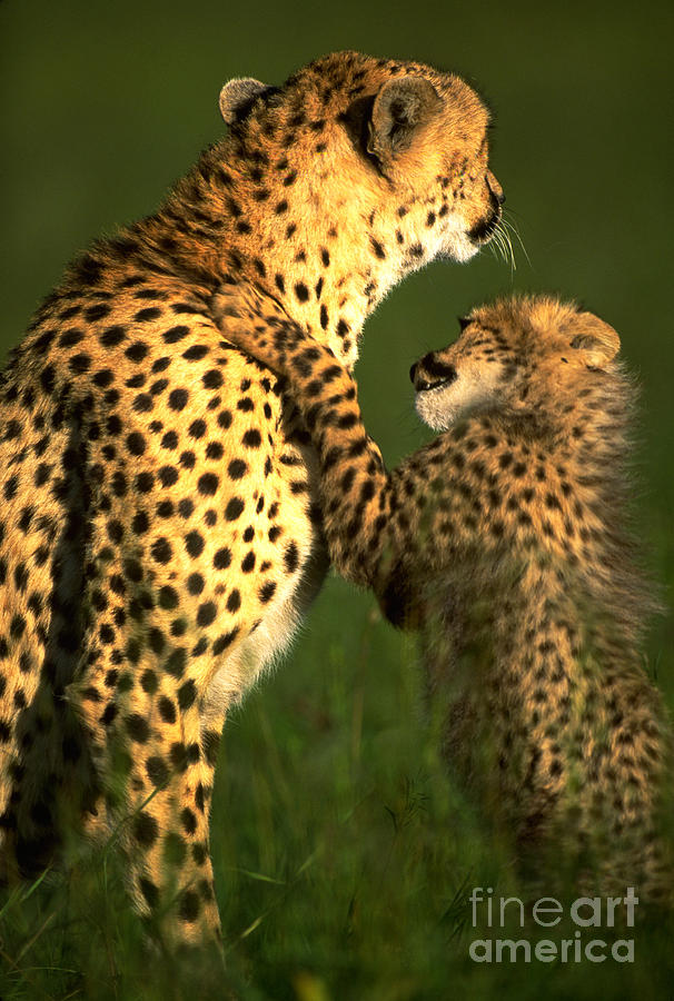 Mother Cheetah And Cub Photograph by Art Wolfe