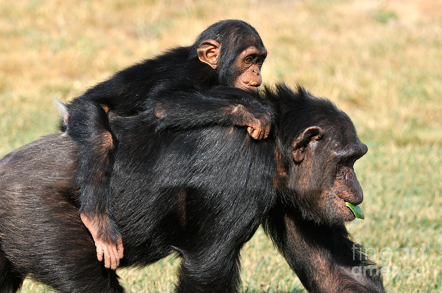 chimpanzee baby bannan