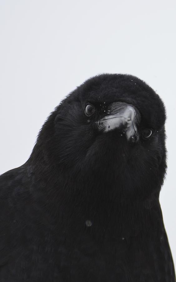 Mother Crow Photograph by Rae Ann  M Garrett