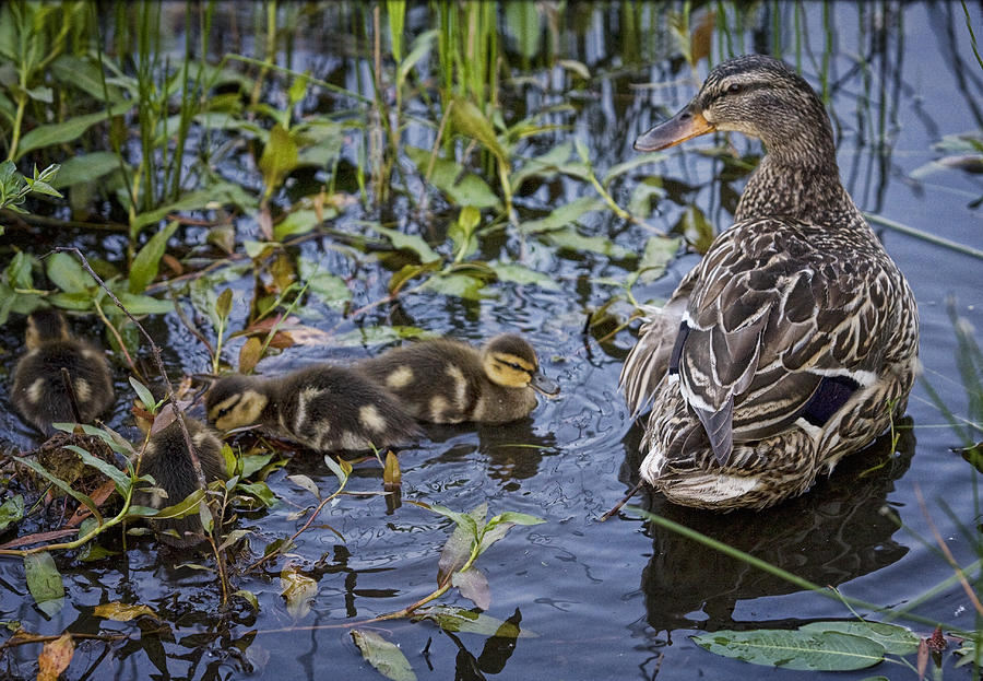 Mother Duck and Ducklings Photograph by Chris Koelbleitner | Fine Art ...