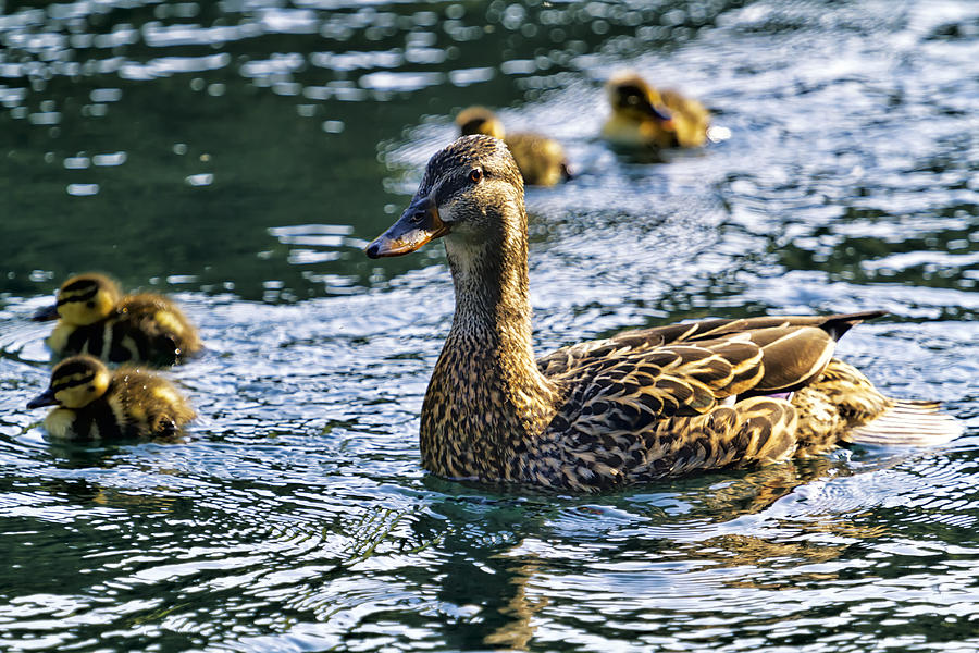 Mother Duck Photograph by Belinda Greb - Fine Art America