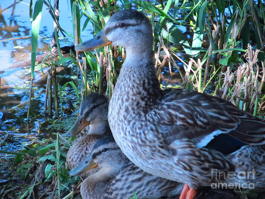 Duck Photograph - Mother Duck Getting Ready To Go by Tina M Wenger