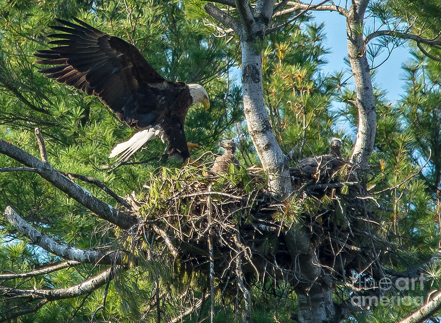 Mother Eagle Photograph by Cheryl Baxter