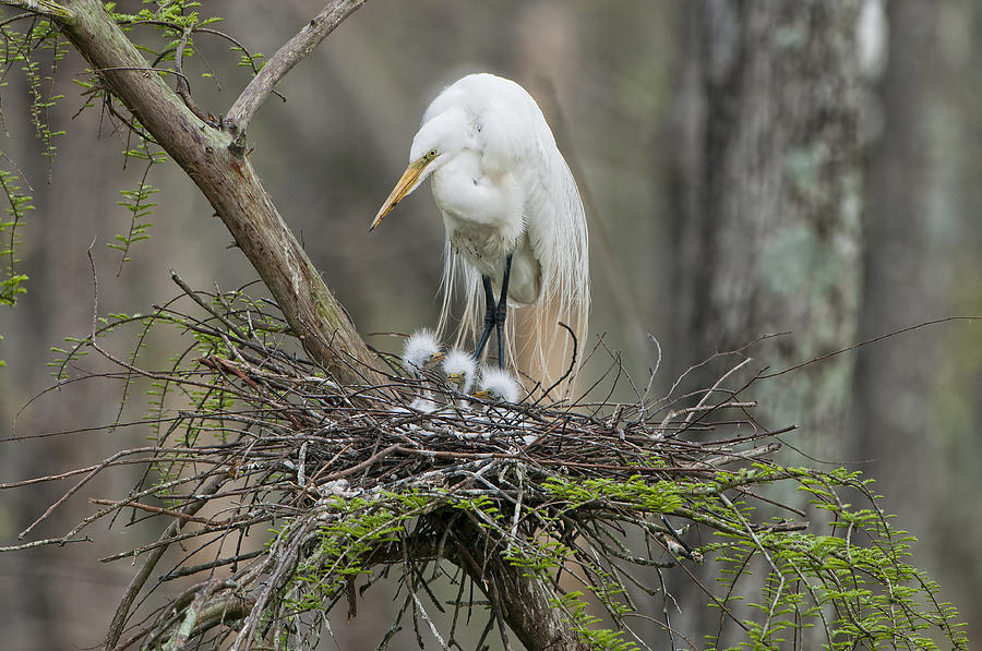 Bird Photograph - Mother Egret and Chicks by Bonnie Barry