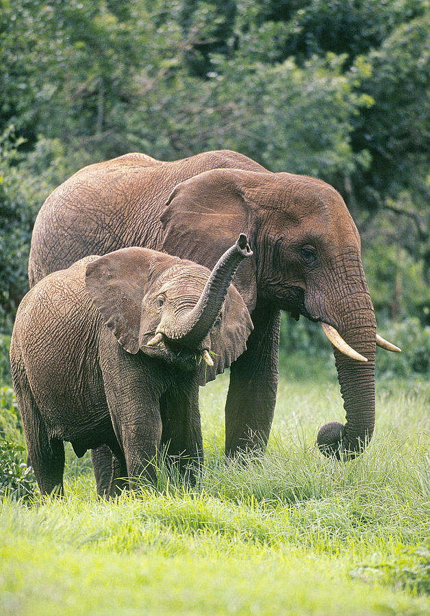 Mother Elephant And Her Calf Photograph
