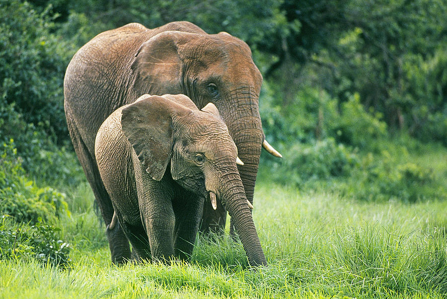 Mother Elephant With Her Calf Photograph By Buddy Mays Fine Art America