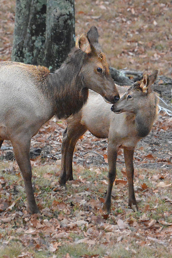 Mother Elk and Calf Photograph by Alan Lenk