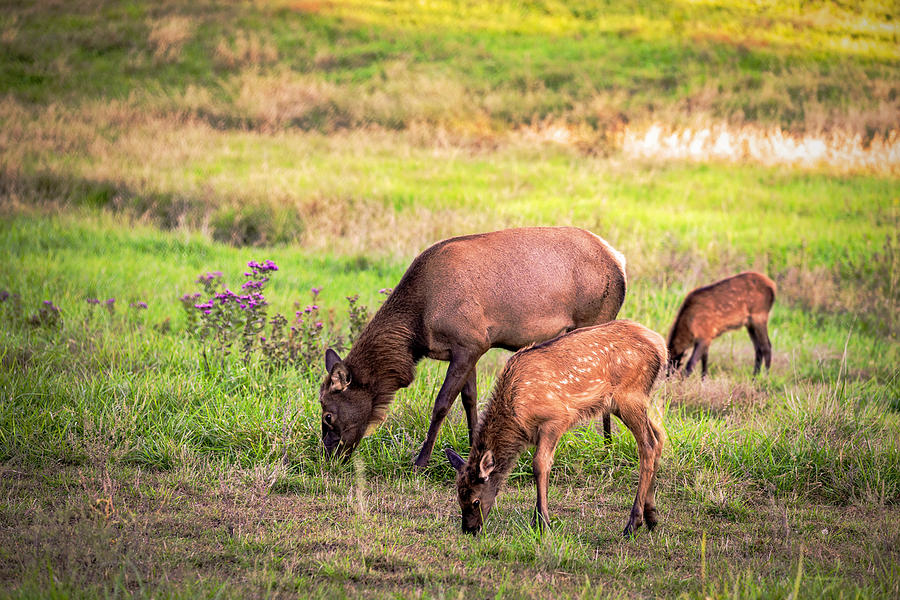 Mother Elk with her Young Photograph by Sennie Pierson