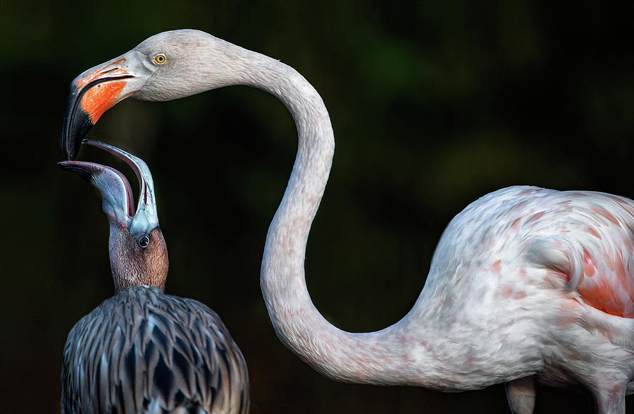 Flamingo Photograph - Mother Flamingo With Chick by Xavier Ortega