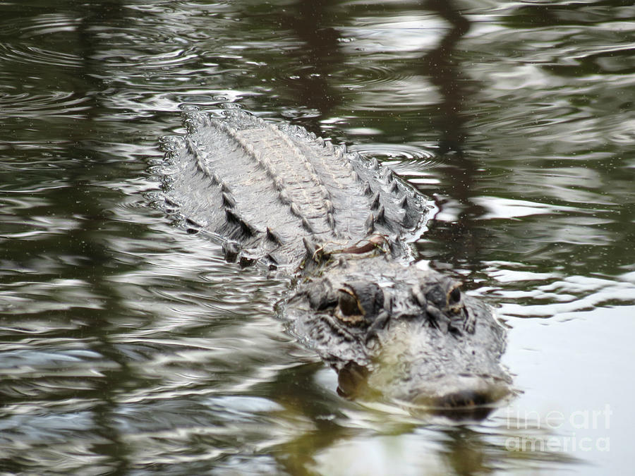 Mother Gator 2 Photograph by Tonya Cribbs - Fine Art America