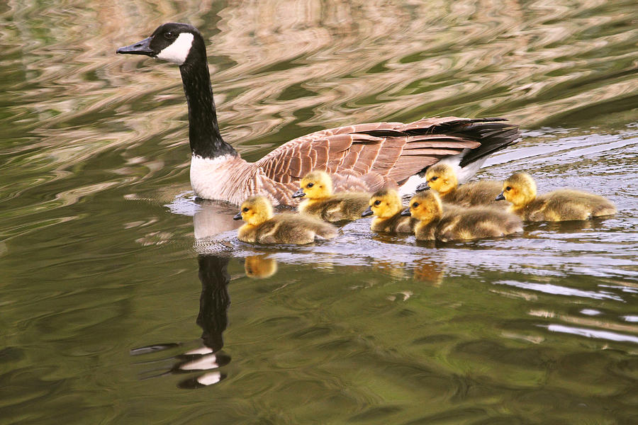 Mother Goose and Babies Photograph by Peggy Collins