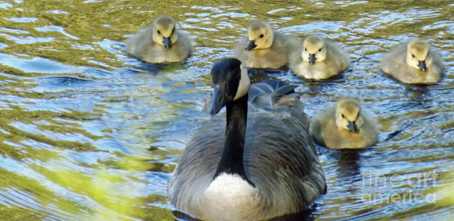 Mother Goose and Brood Photograph by Brenda Brown