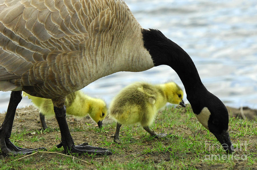 Mother Goose Photograph by Bob Christopher