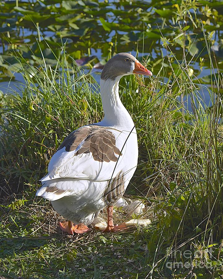 Mother Goose Photograph by Carol  Bradley