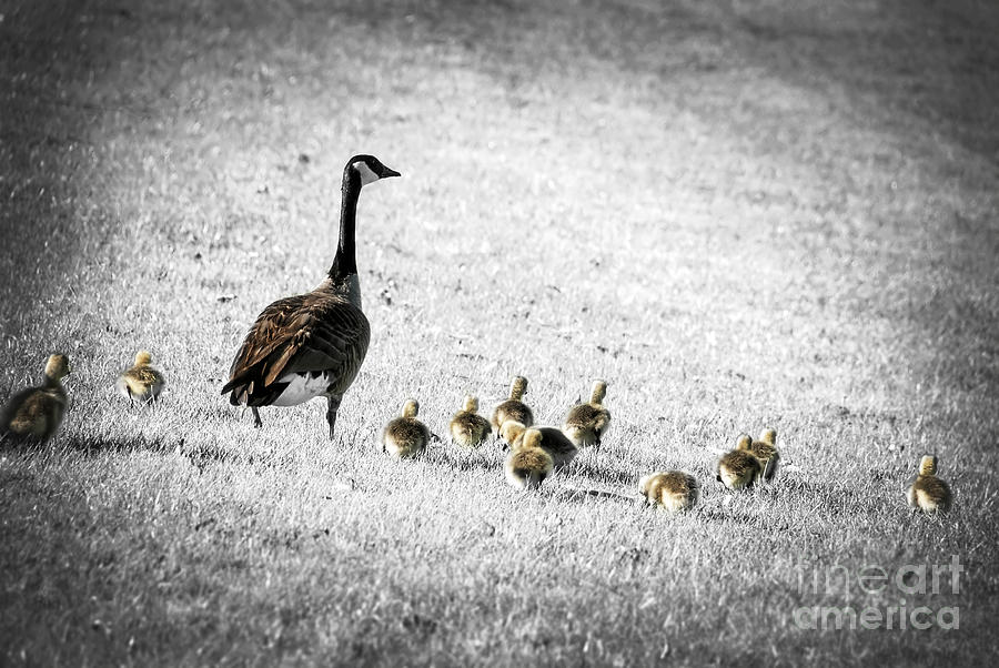 Goose Photograph - Mother goose by Elena Elisseeva