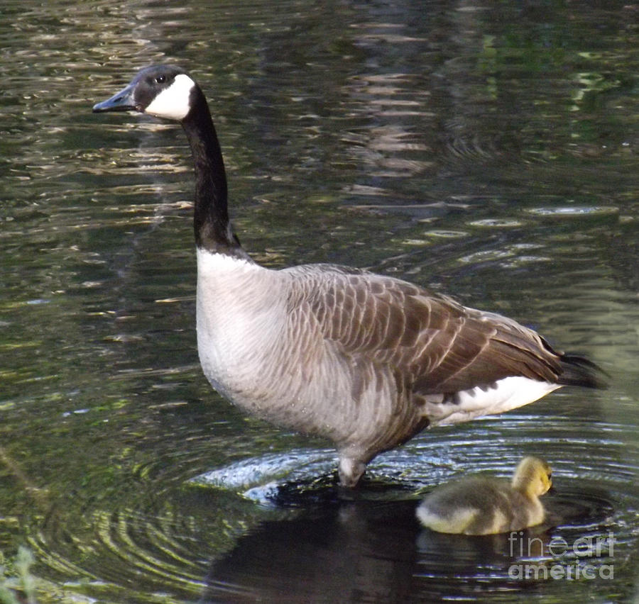 Mother Goose is watching Photograph by Brenda Brown