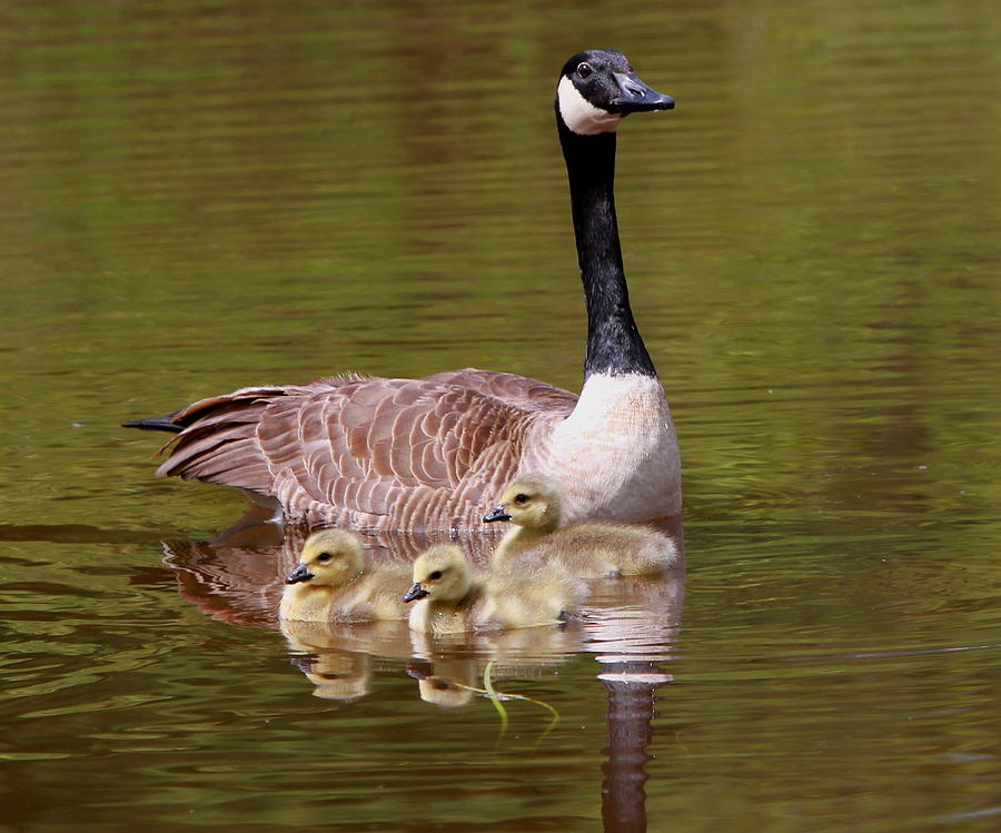 Mother Goose With Baby Geese Photograph by Edward Kocienski