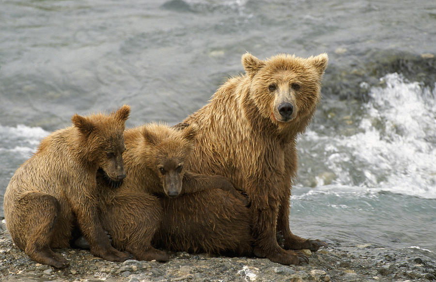 Wildlife Photograph - Mother Grizzly W2nd Year Cubs By River by Harry Walker
