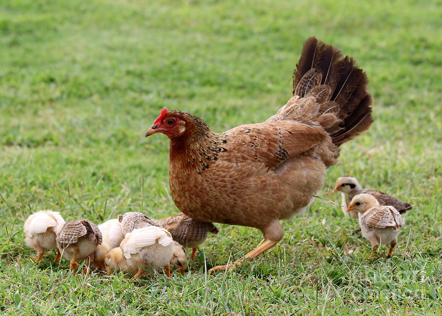 https://images.fineartamerica.com/images-medium-large-5/mother-hen-and-chicks-catherine-sherman.jpg