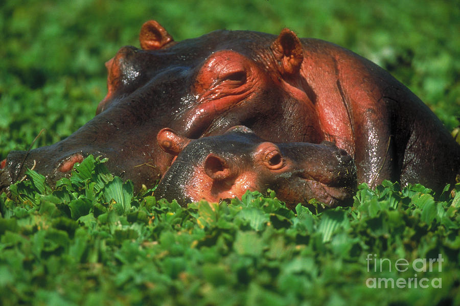 Hippopotamus Photograph - Mother Hippo And Calf by Art Wolfe