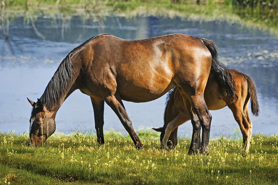 Mother Horse and Baby  by Abram House